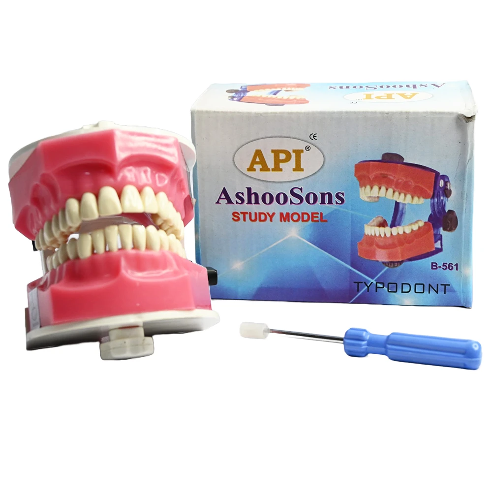API Jaw Set And Teeth B-561