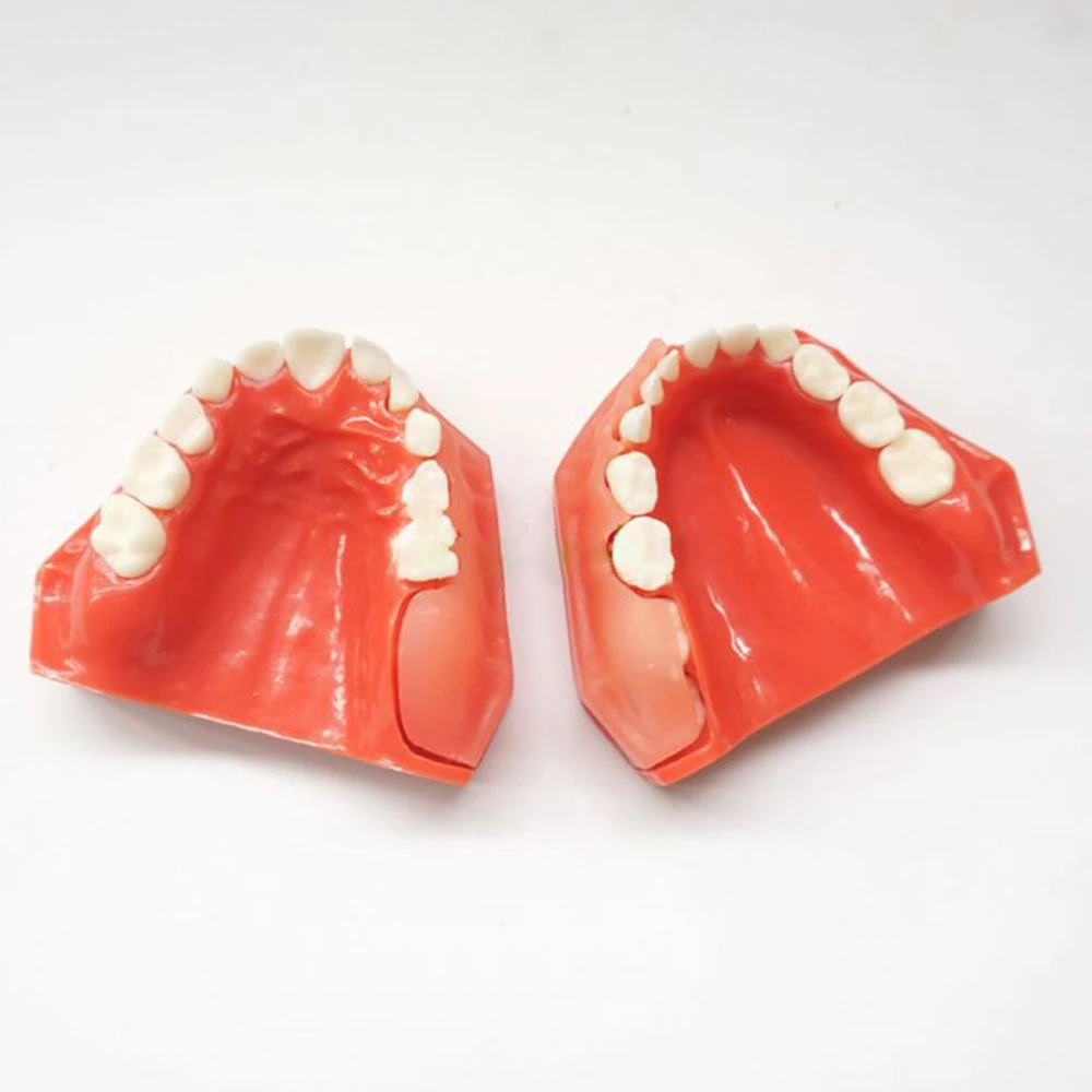 iDENTical Pediatric Development Model Age 5-9 M7012