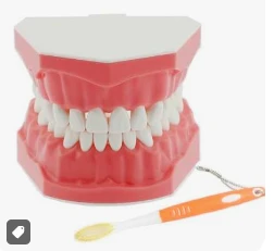 iDentical Tooth Brushing Demonstration Model - M7010