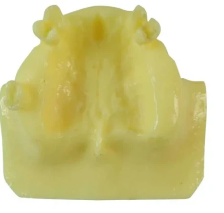 Libral Study Sinus Lift practice Model